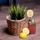 100% organic premium herbal straws | friendly natural disposable drinking straws | A sustainable alternative to plastic - 100 count pack