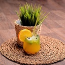 100% organic premium herbal straws | friendly natural disposable drinking straws | A sustainable alternative to plastic - 100 count pack