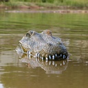 Flytec Remote Control Crocodile Boat Simulation Prank Toy For Pool, Pond And Garden V002/V005