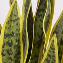 Hand-Made Ornament Small Artificial decoration Plant For Home & Office Decoration Snake Plant | C006 |