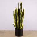 Hand-Made Ornament Small Artificial decoration Plant For Home & Office Decoration Snake Plant | C006 |