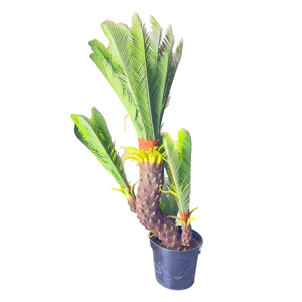 Artificial | Cycas |  Plant Tree For Home Decoration For Indoors & Outdoors Use