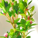 Artificial | Magnolia |  Plant Tree For Home Decoration For Indoors & Outdoors Use