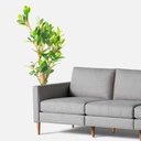 Artificial | Magnolia |  Plant Tree For Home Decoration For Indoors & Outdoors Use