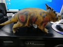 Dinosaur for Kids