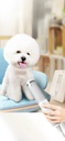 Portable PET Blow Dryer 5 in 1 Multifunction Negative ION Fast Drying 10M Ions Adjustable Settings Lightweight & Compact