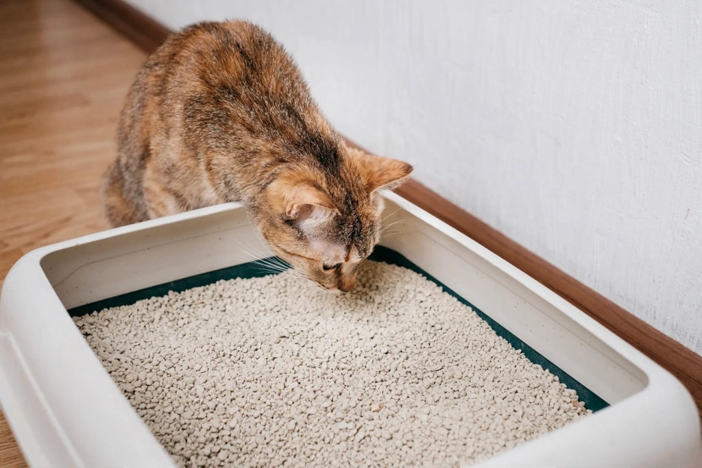 HORIZON CAT Litter - 10 L Dust-Free, Odor-Absorbing, Non-Stick to Paws, and Suitable for Sensitive Cats | 8683923342406 |