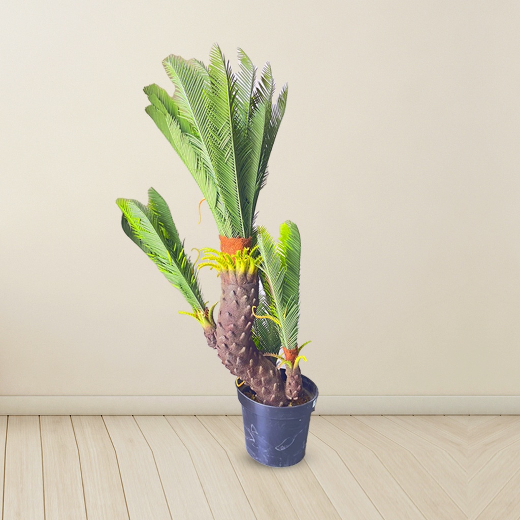 Artificial | Cycas |  Plant Tree For Home Decoration For Indoors & Outdoors Use