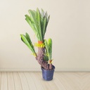 Artificial | Cycas |  Plant Tree For Home Decoration For Indoors & Outdoors Use