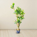 Artificial | Magnolia |  Plant Tree For Home Decoration For Indoors & Outdoors Use